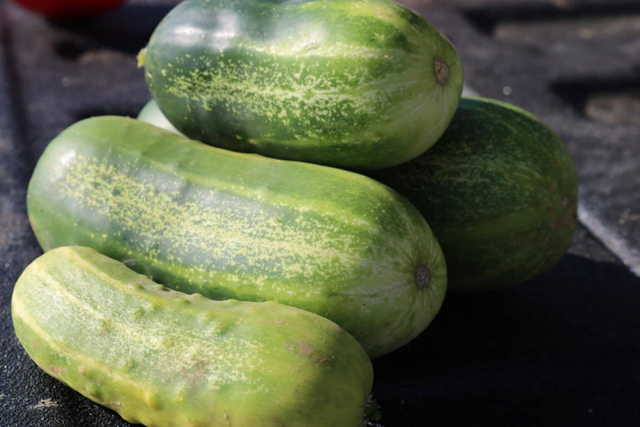 Hossinator Pickling Hybrid Cucumber F1 – HOSS