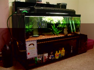 アクアランドはなばた | 福島県いわき市の熱帯魚屋 / 【180×75×60cm
