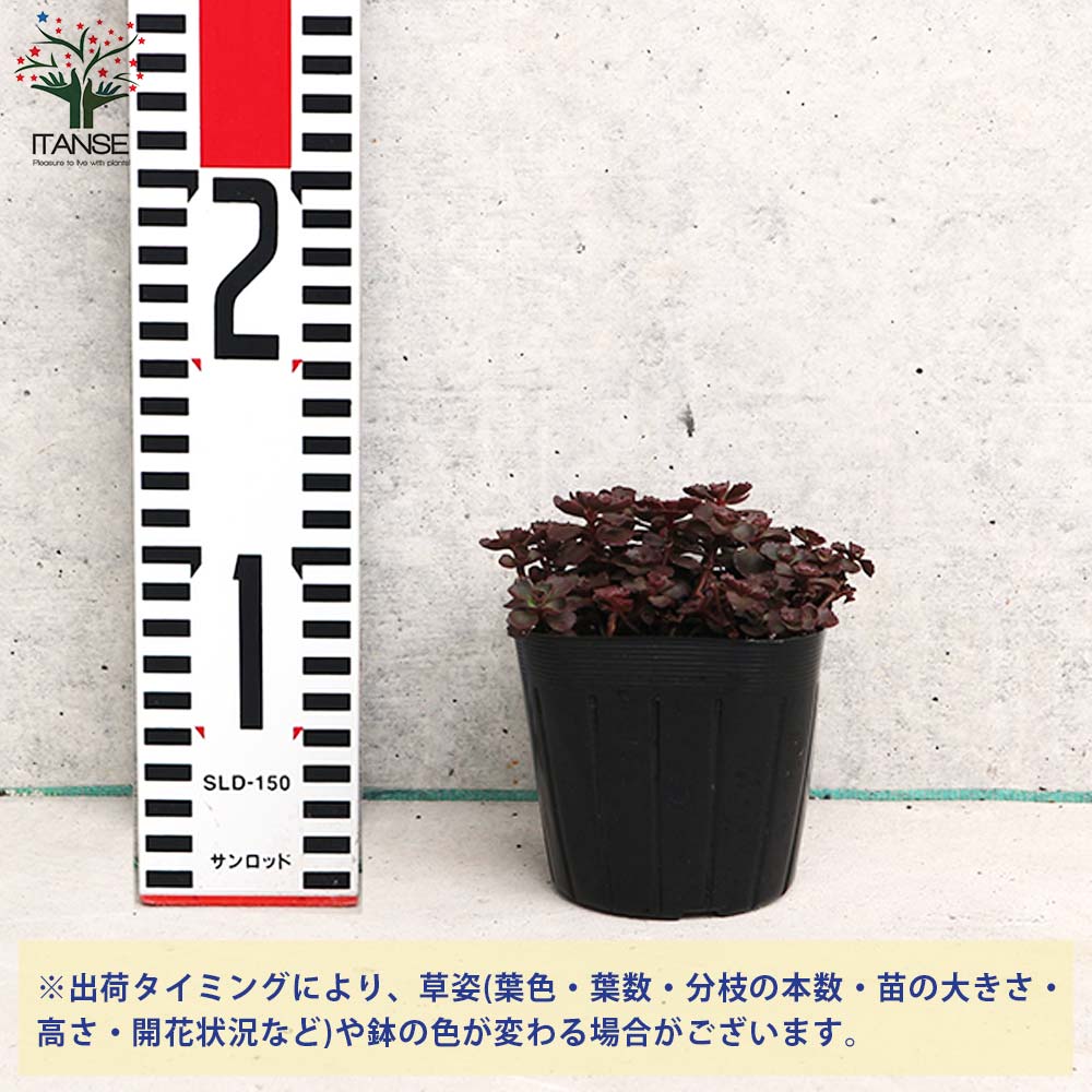 セダム ドラゴンズブラッド【多肉植物 2.5～3号ポット苗 グランド