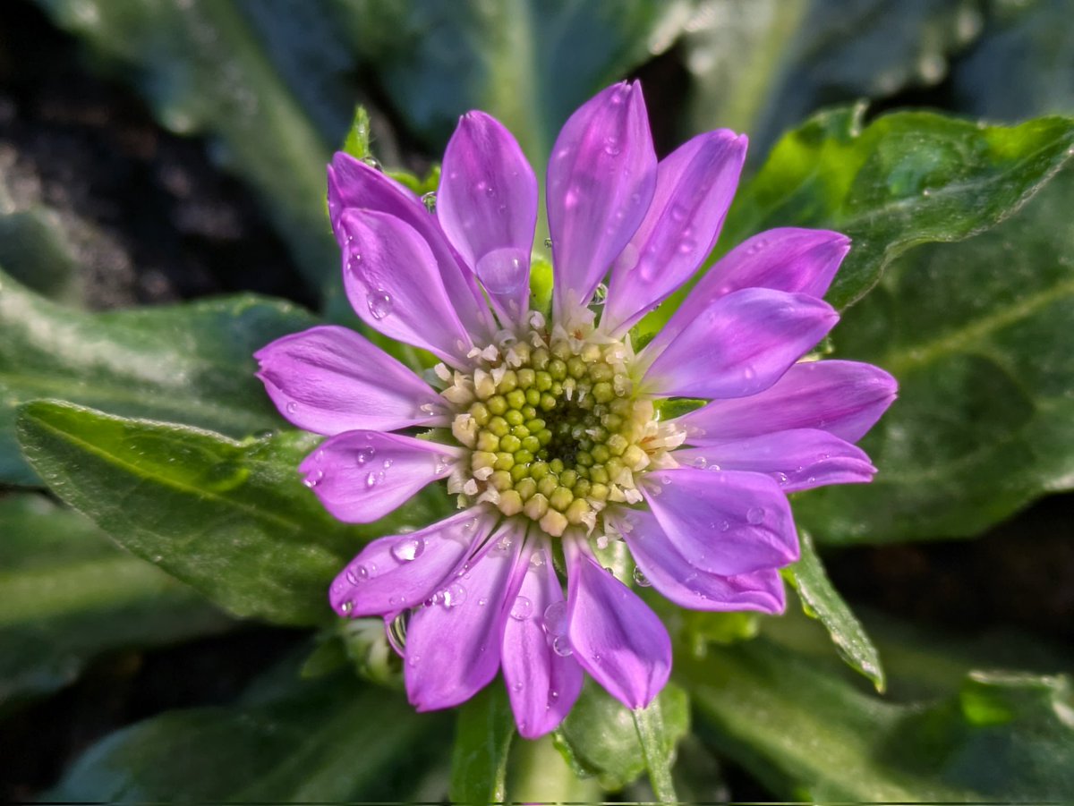 都忘れが開花しましたʘ⁠‿⁠ʘ 紫色の花がキレイです(⁠ ⁠╹⁠▽⁠╹⁠ ⁠)